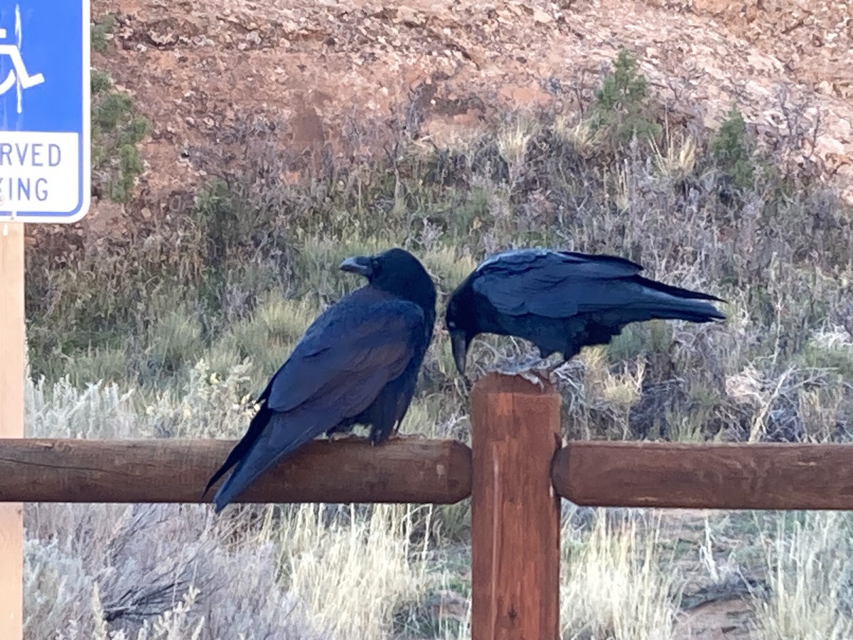 krkavec velký - ML645195651