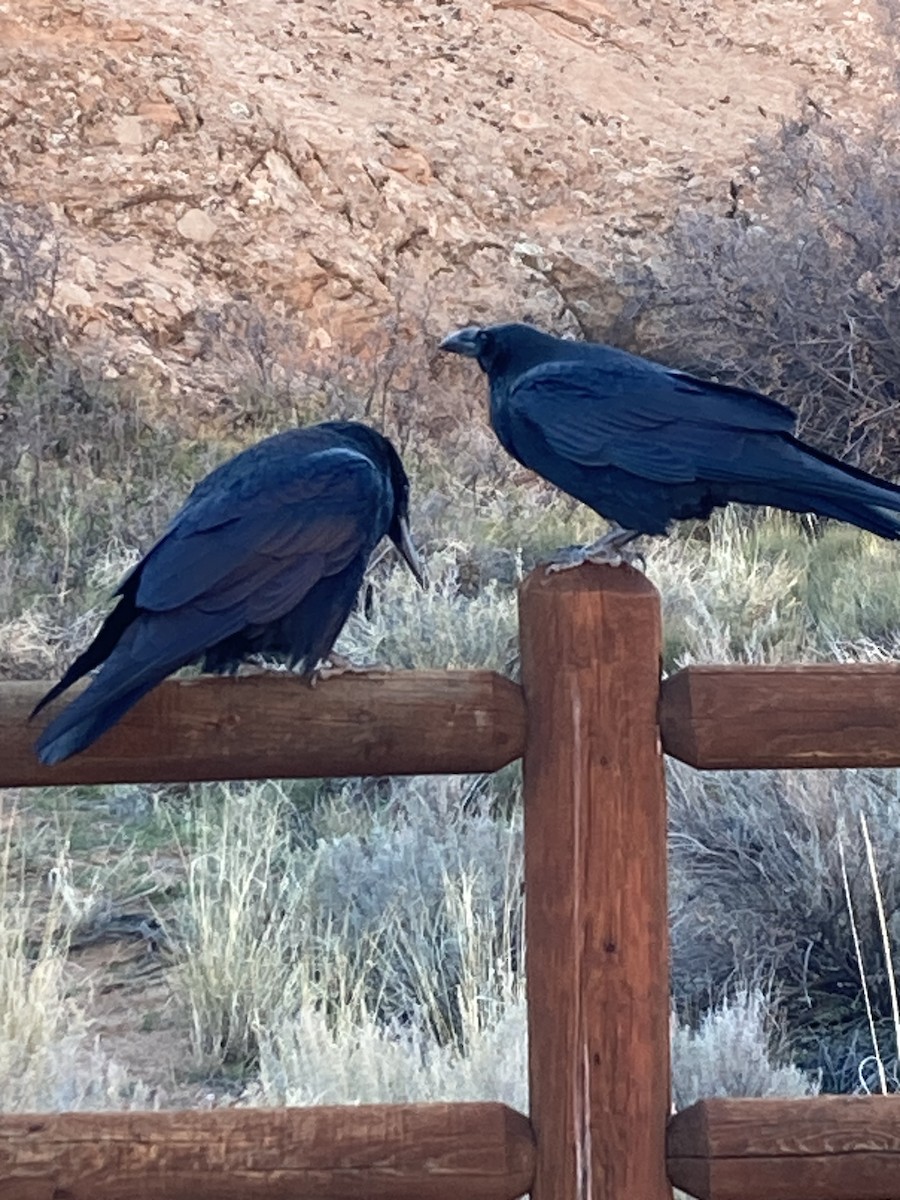 krkavec velký - ML645195652