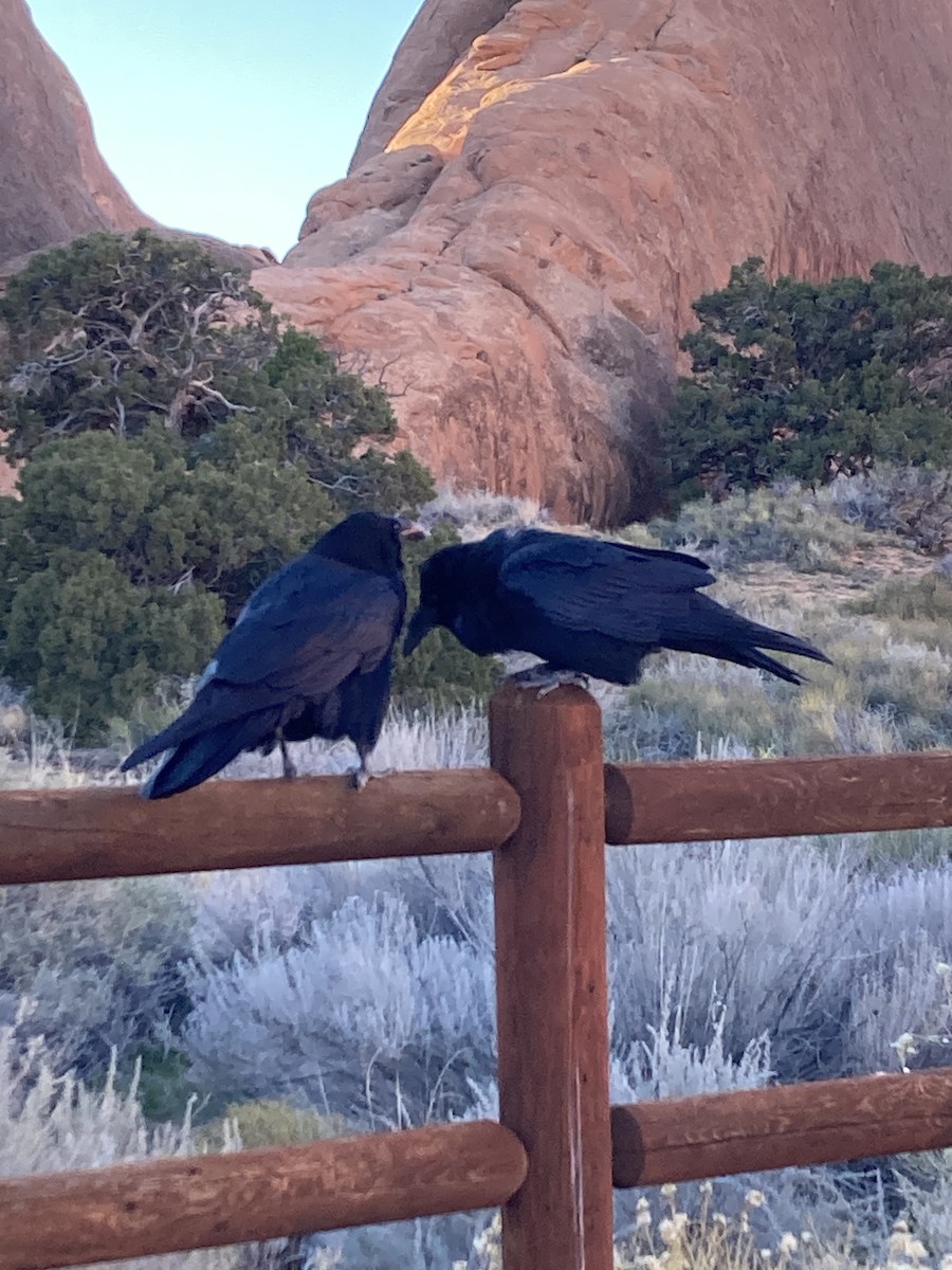 krkavec velký - ML645195653