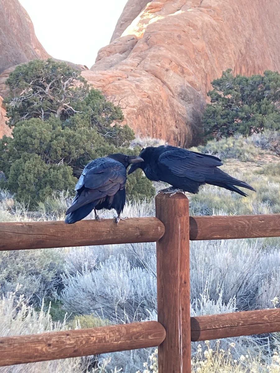 krkavec velký - ML645195654