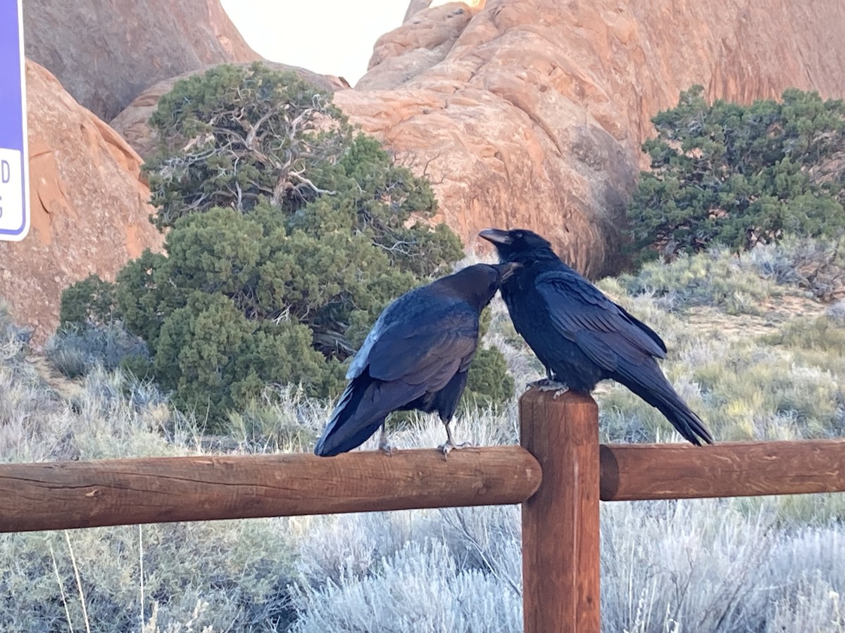 Erroi handia - ML645195655