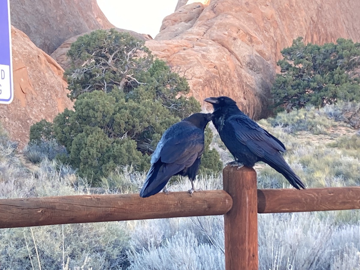 Erroi handia - ML645195656