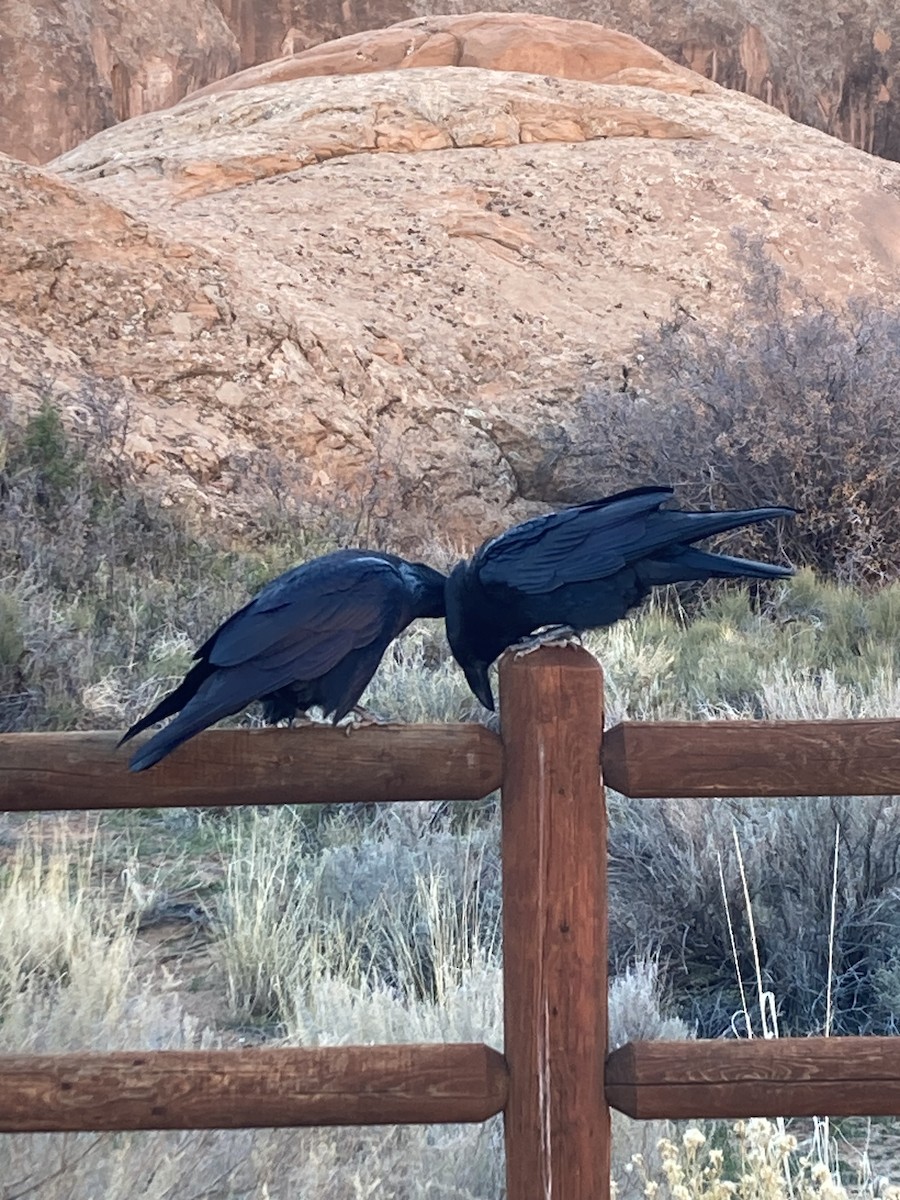 Erroi handia - ML645195657