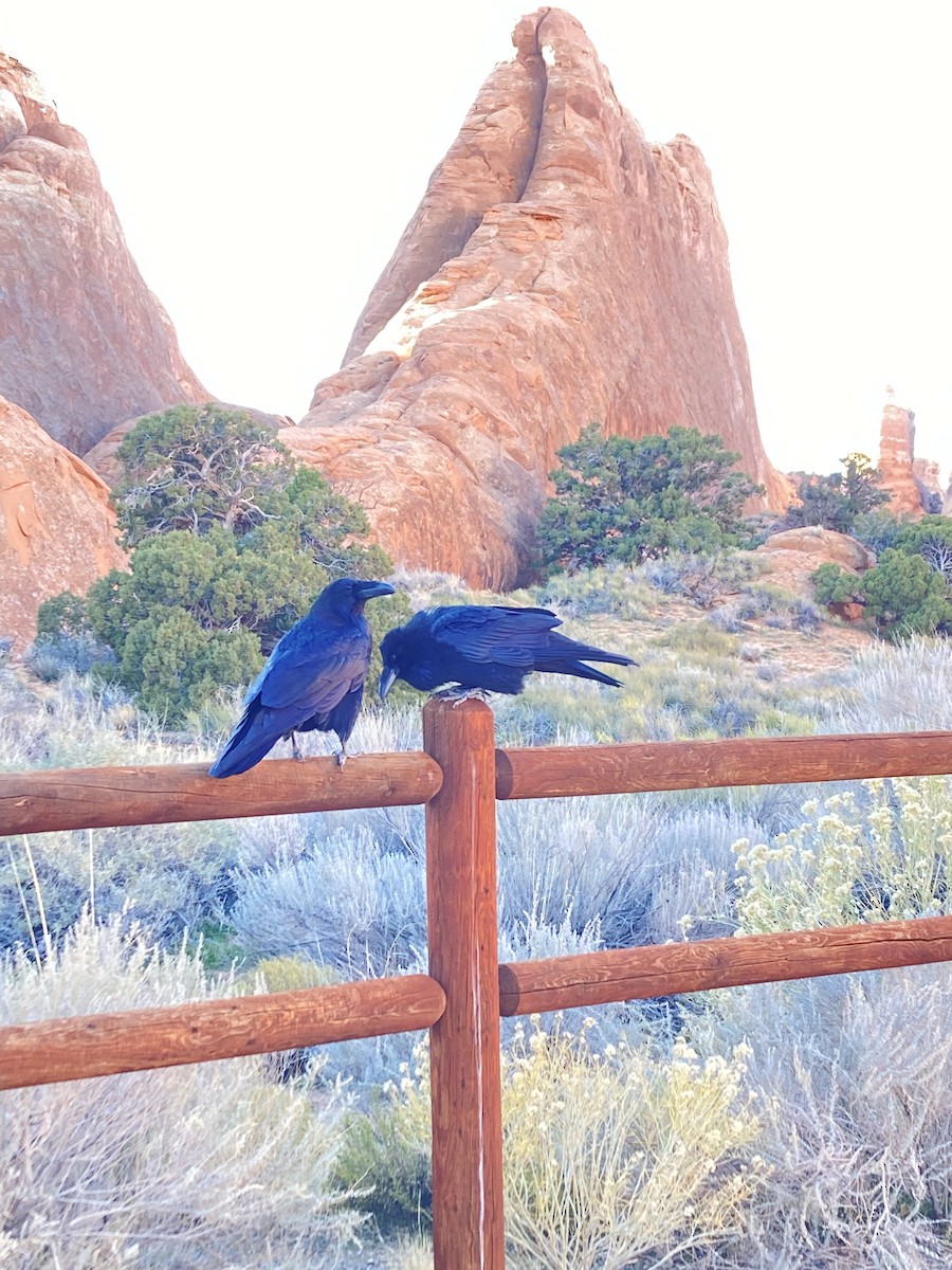 Erroi handia - ML645195658