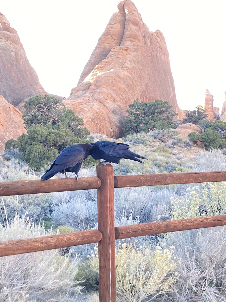 Erroi handia - ML645195659