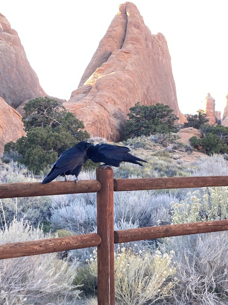 Erroi handia - ML645195660