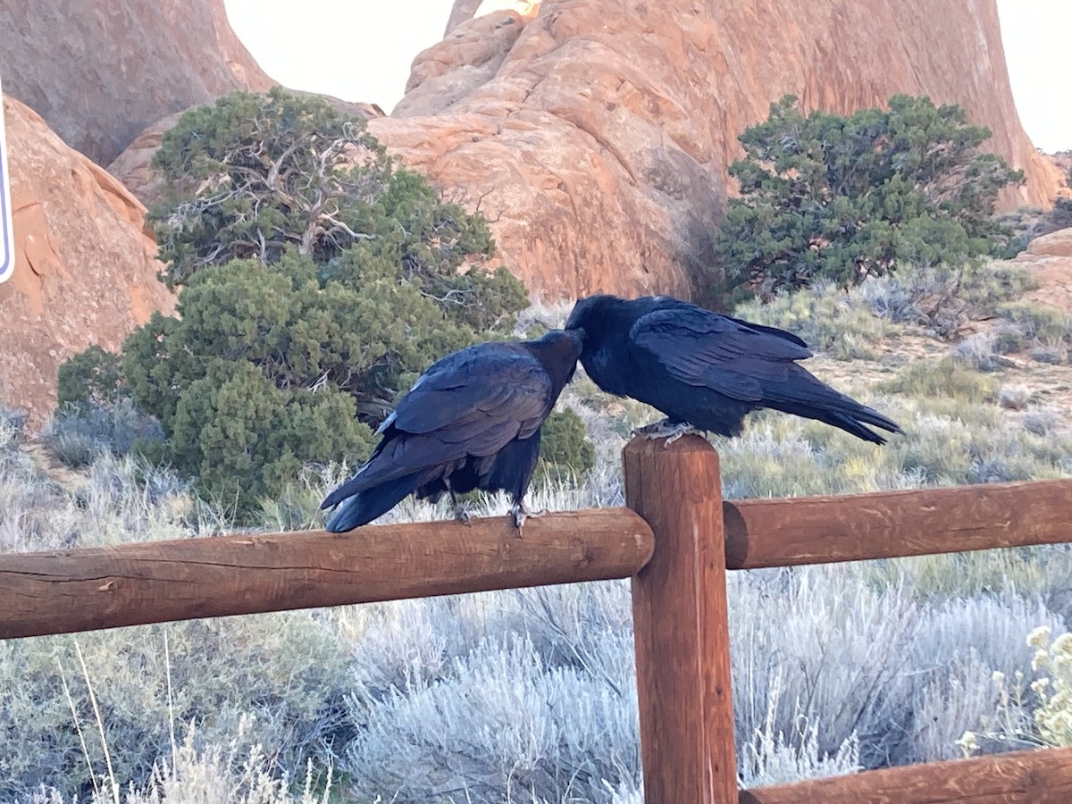 Erroi handia - ML645195661