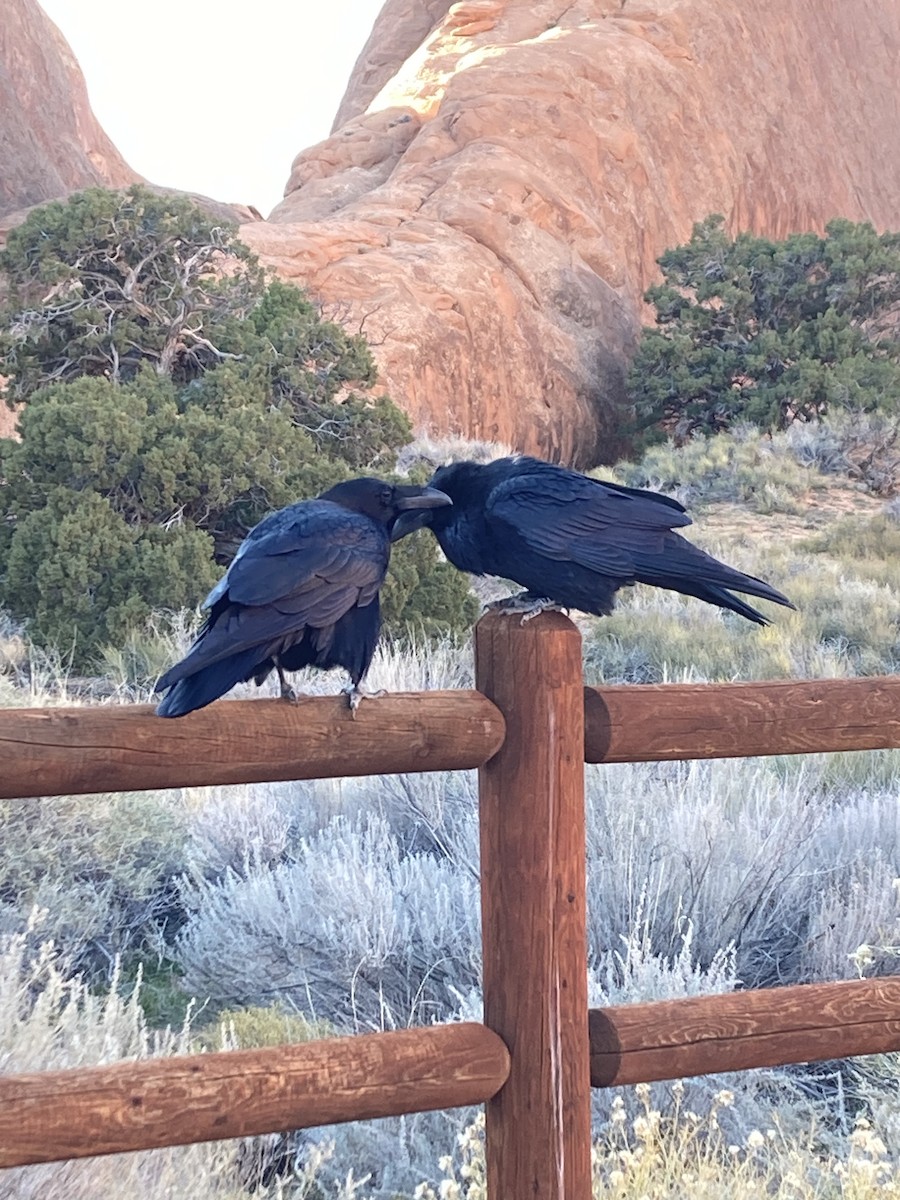 Erroi handia - ML645195663