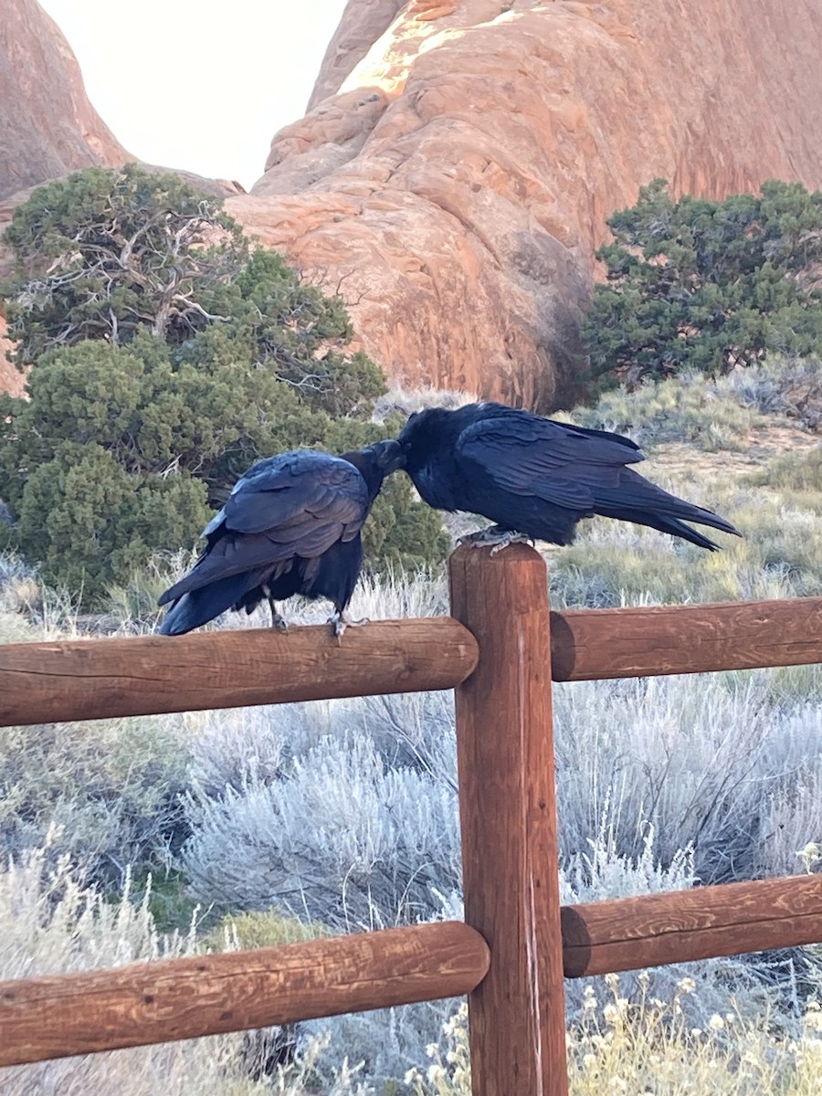 krkavec velký - ML645195664