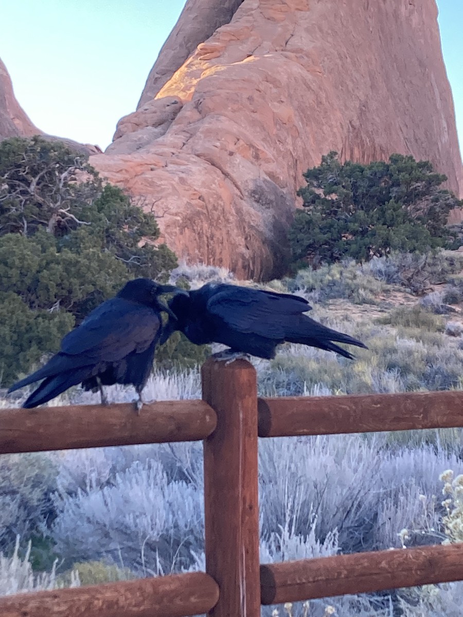 krkavec velký - ML645195665