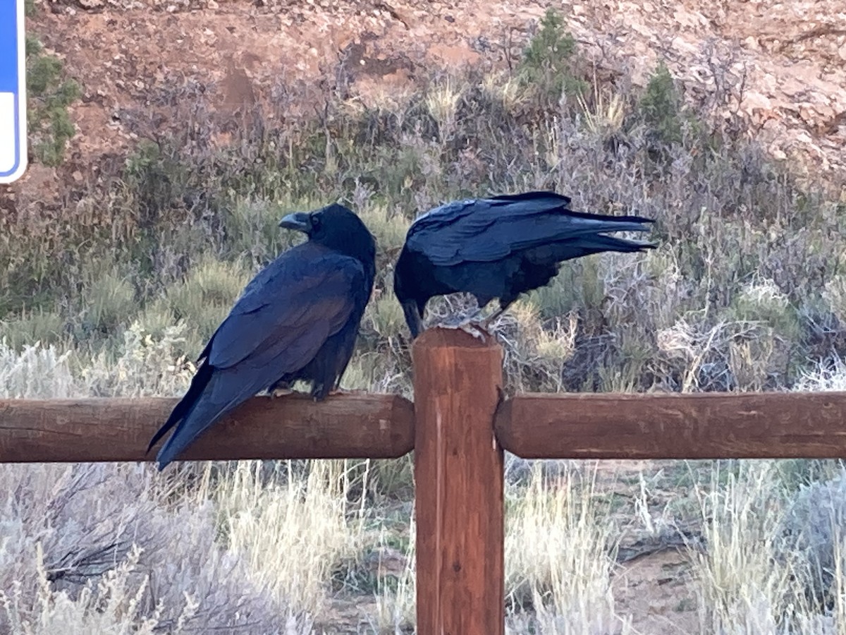 krkavec velký - ML645195666