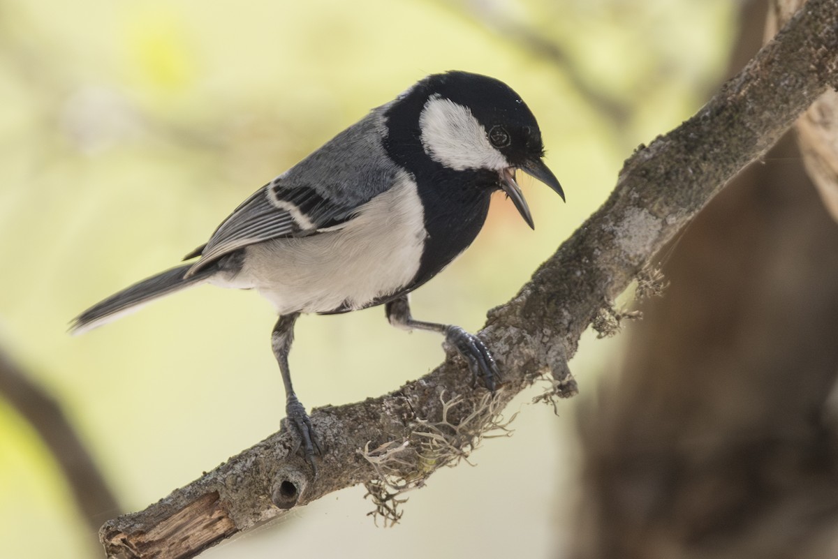 Asian Tit (Cinereous) - ML645195679