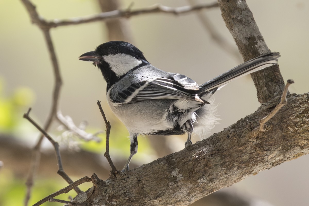 Asian Tit (Cinereous) - ML645195680