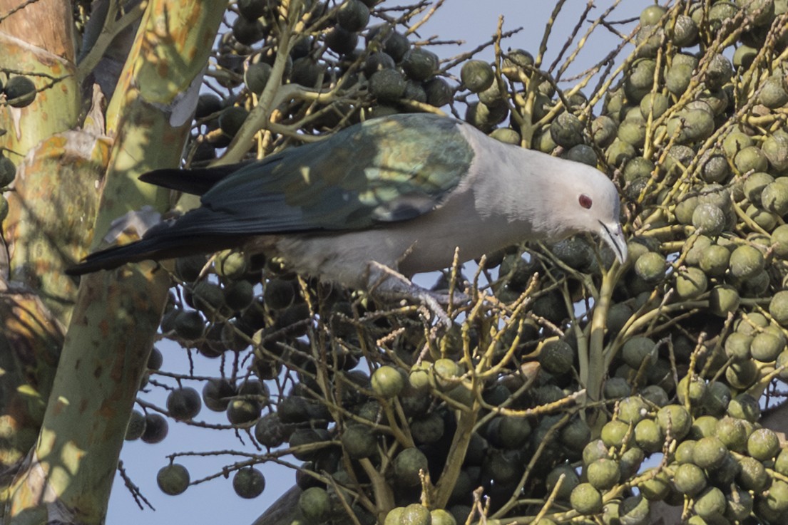 Green Imperial-Pigeon - ML645195703