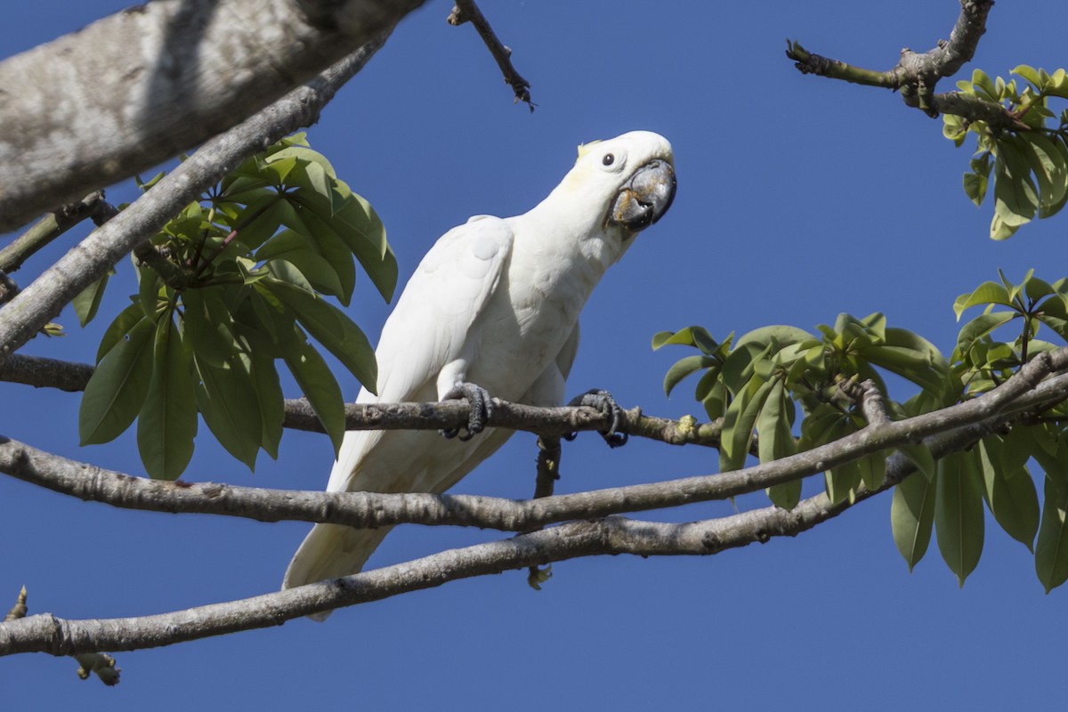 Yellow-crested Cockatoo - ML645195707