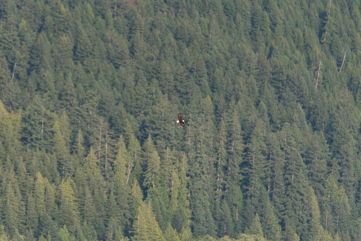 Белоголовый орлан - ML645195713