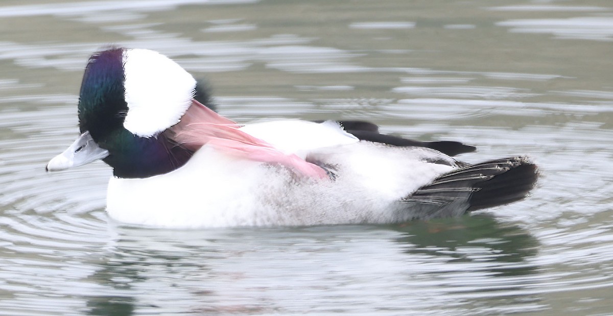 Bufflehead - ML645195725