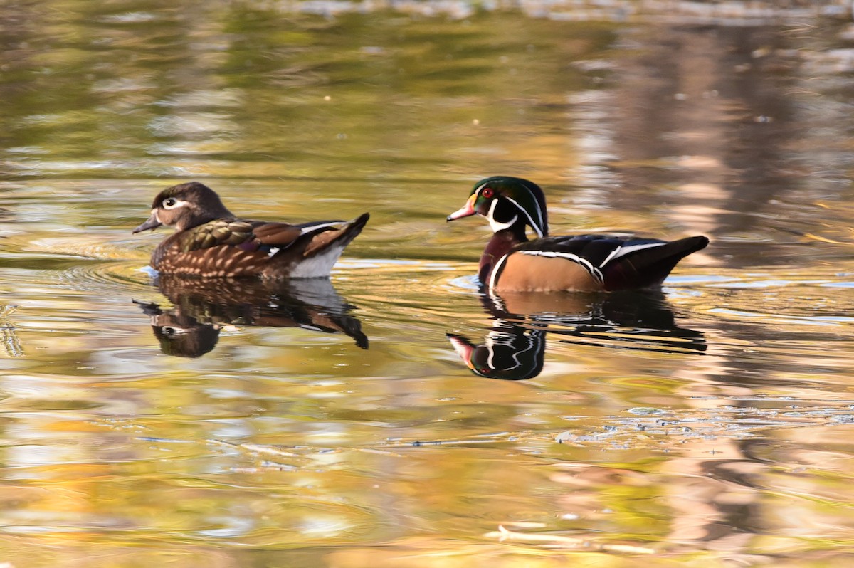 Wood Duck - ML645195744