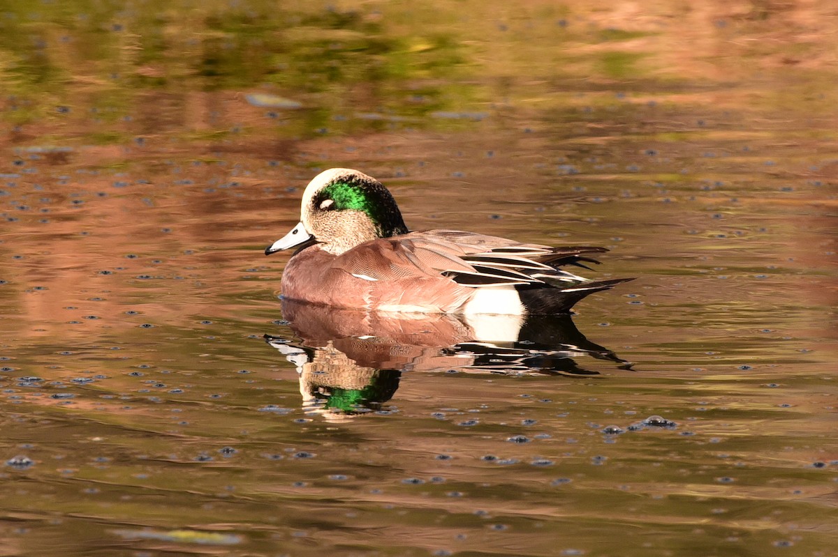 American Wigeon - ML645195750