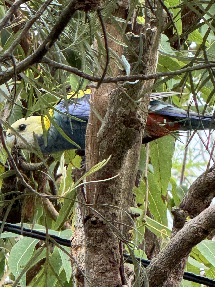 Pale-headed Rosella - ML645195755