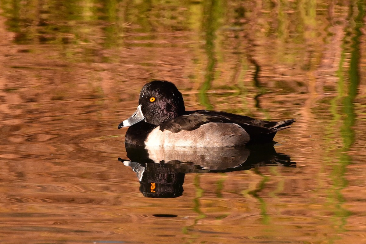Ring-necked Duck - ML645195763