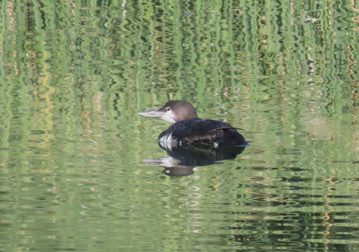 Common Loon - ML645195765