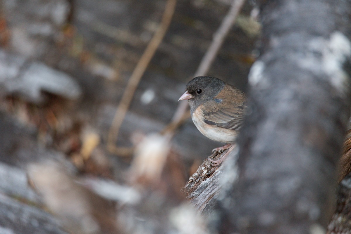 Dark-eyed Junco (Oregon) - ML645195778