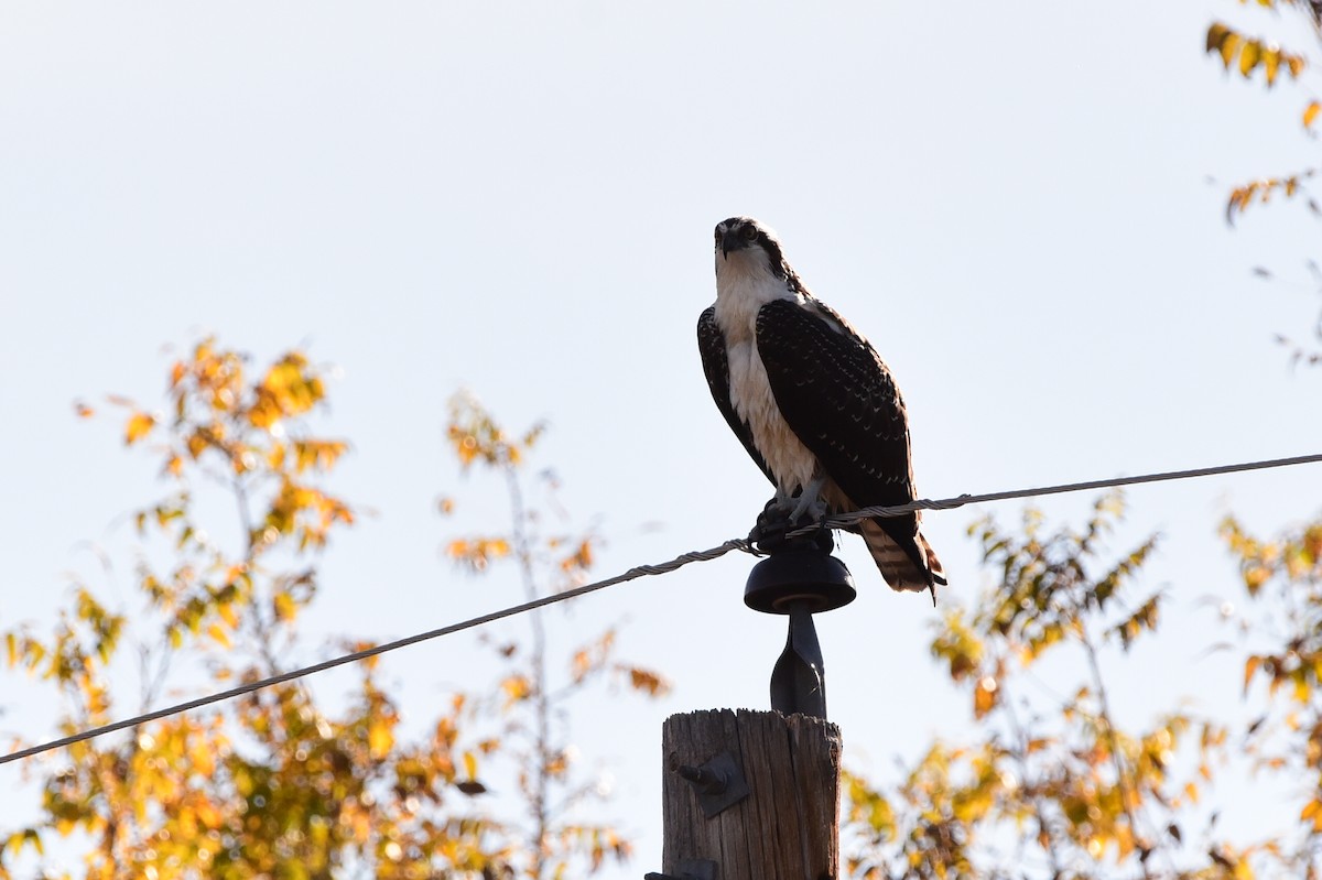 Osprey - ML645195779