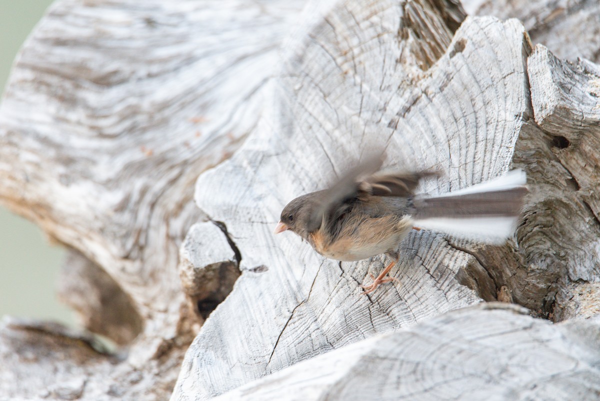 Dark-eyed Junco (Oregon) - ML645195780