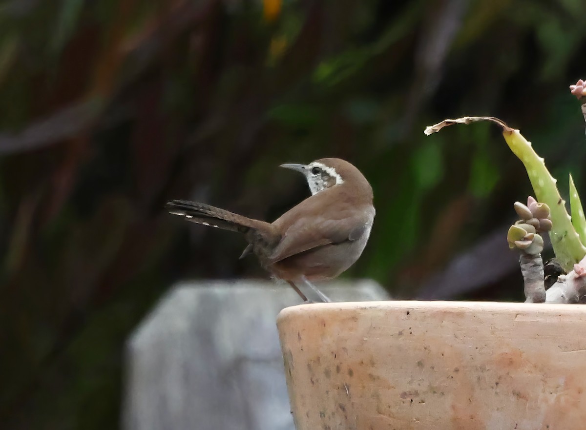 Bewick's Wren - ML645195785
