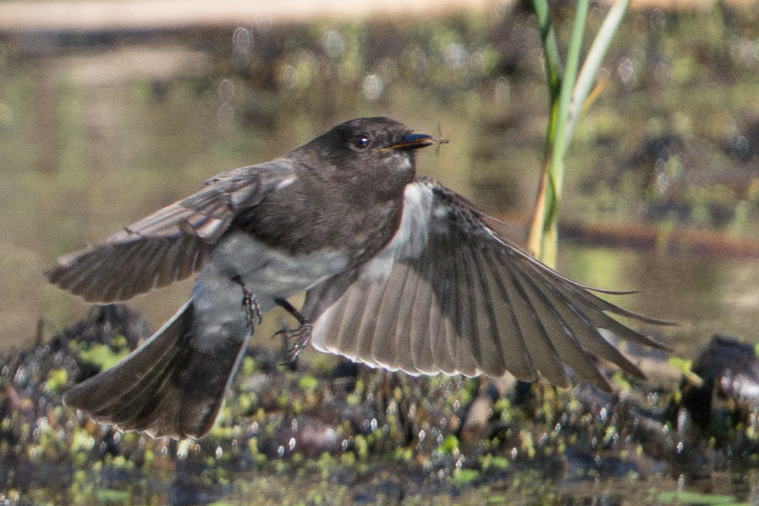 Black Phoebe - ML645195786