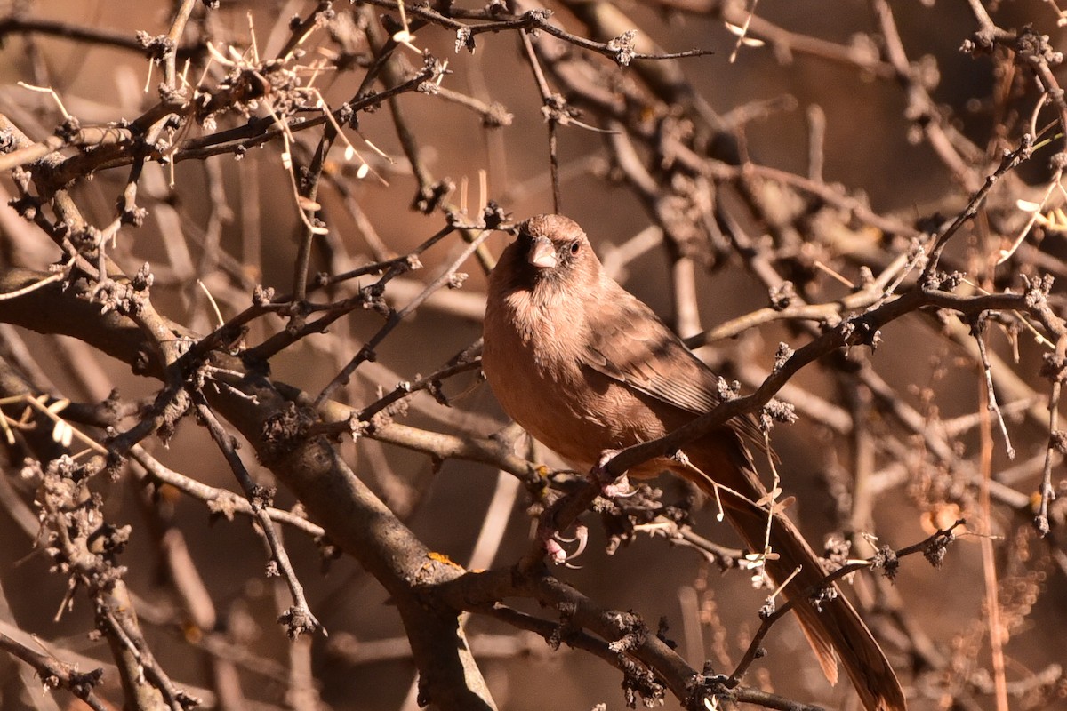 Abert's Towhee - ML645195793