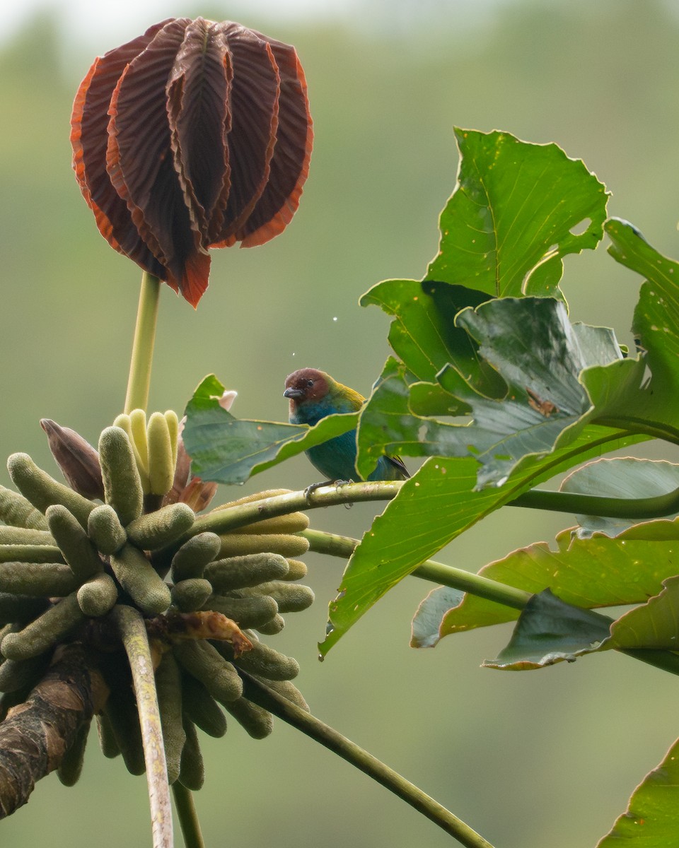 Tangara Cabecibaya - ML645195796