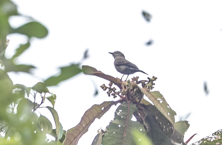 チャイロヤブタイランチョウ - ML645195801