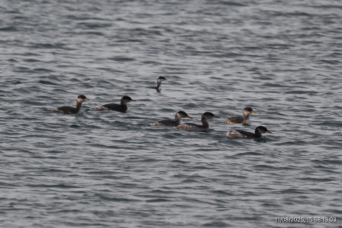 Пірникоза сірощока - ML645195804