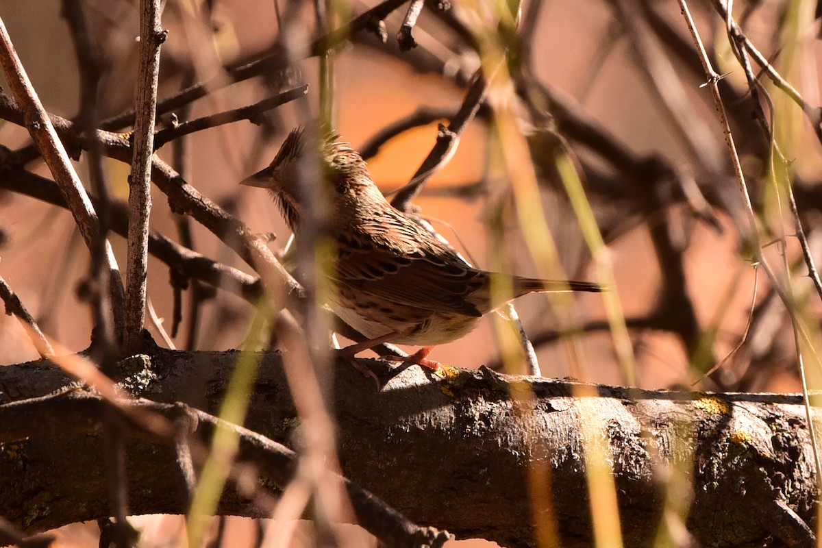 Lincoln's Sparrow - ML645195807