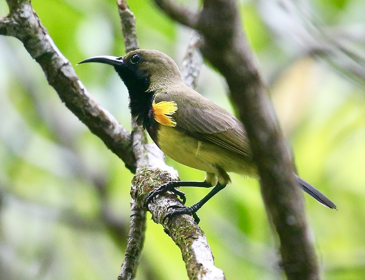 Ornate Sunbird - ML645195815