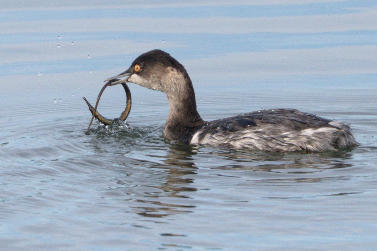 Eared Grebe - ML645195817