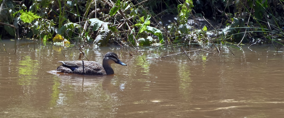 Pacific Black Duck - ML645195818