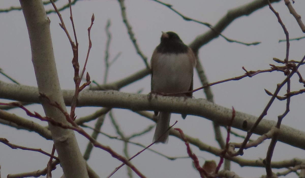 Dark-eyed Junco - ML645195820