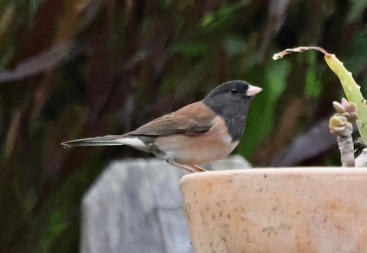 Dark-eyed Junco - ML645195822