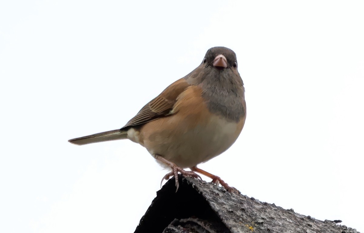 Dark-eyed Junco - ML645195827