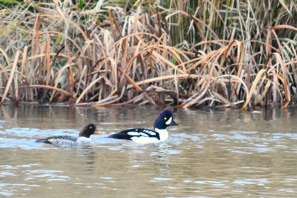 キタホオジロガモ - ML645195831