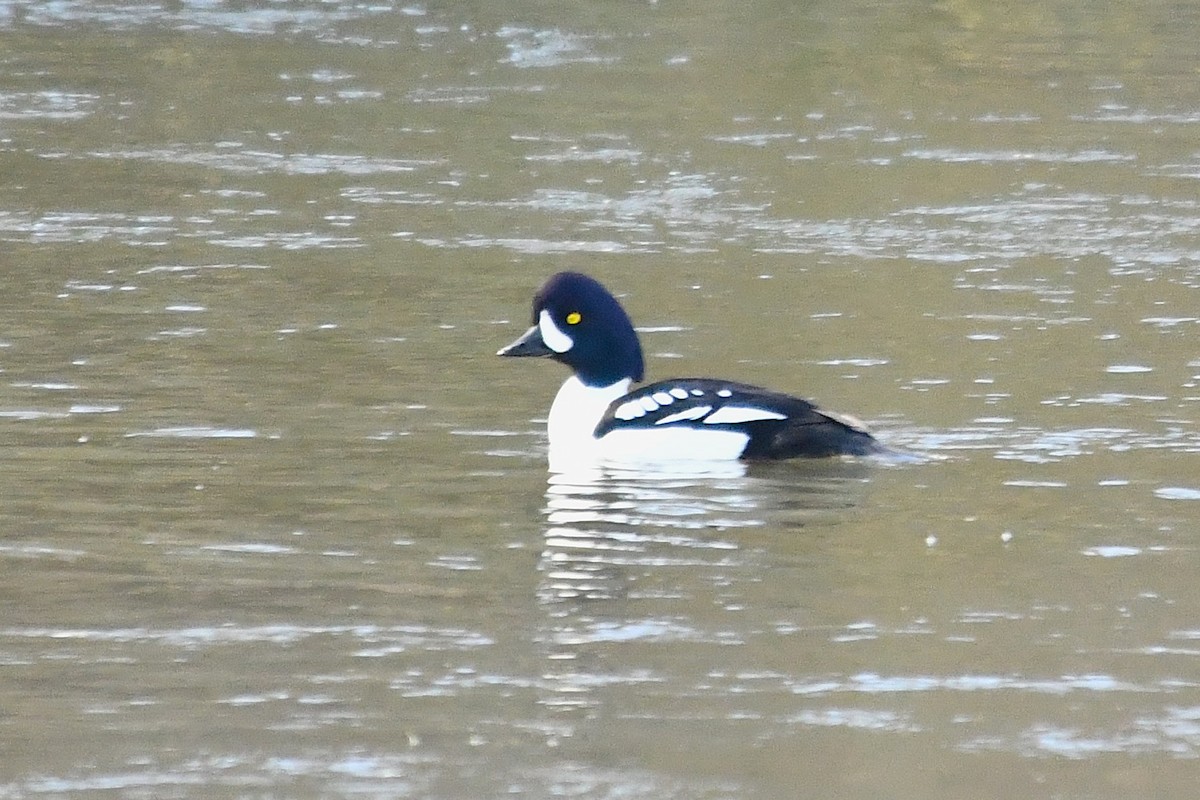 キタホオジロガモ - ML645195844