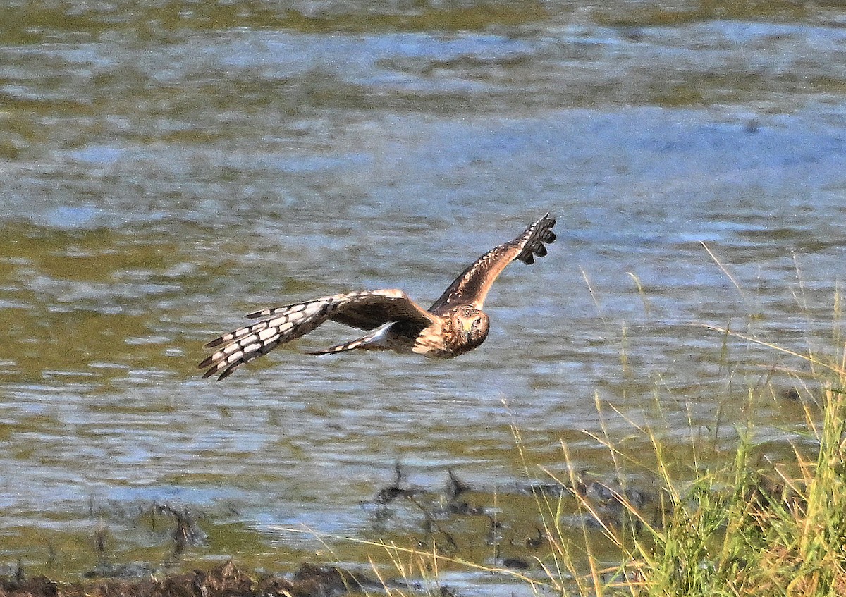 mørkmyrhauk - ML645195855