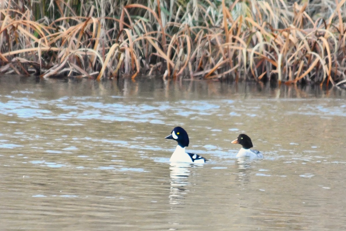 キタホオジロガモ - ML645195864
