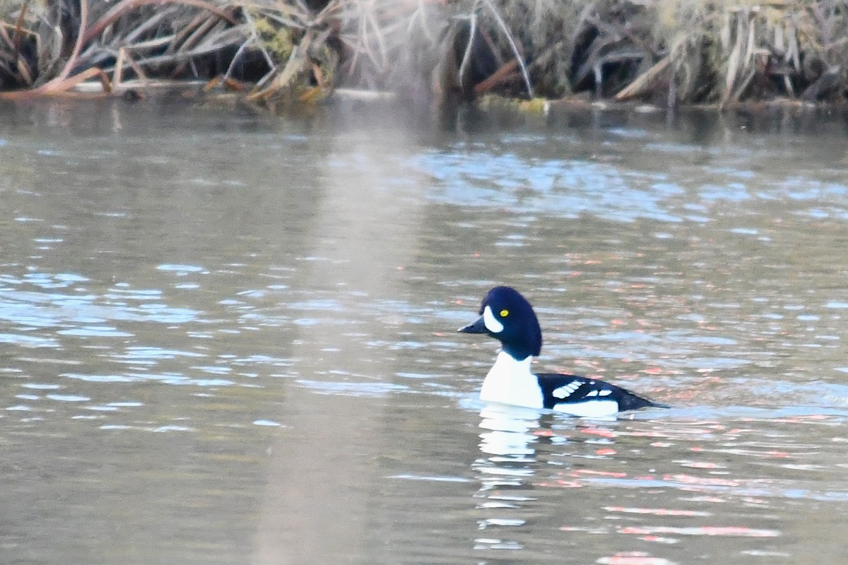 キタホオジロガモ - ML645195870