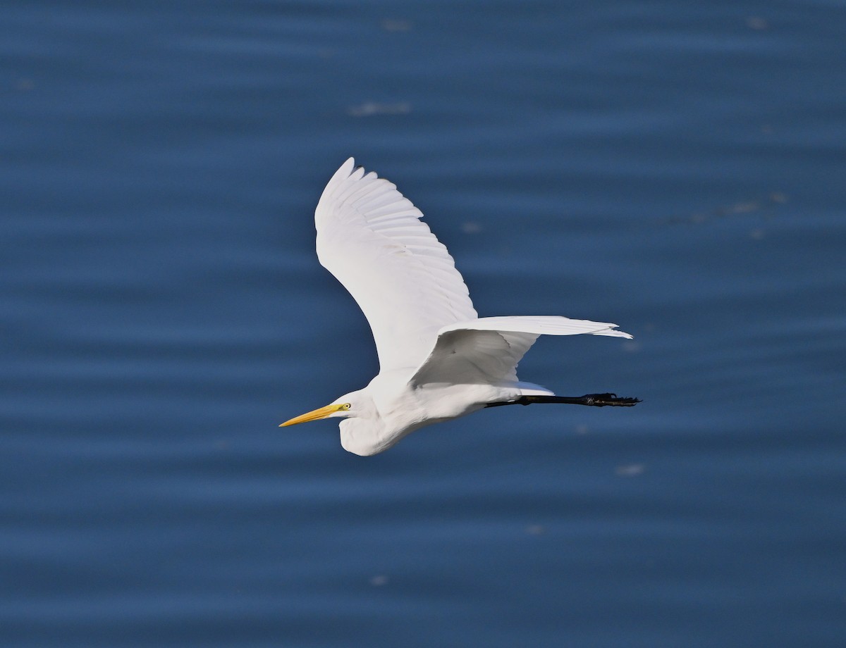 Чапля велика - ML645195882