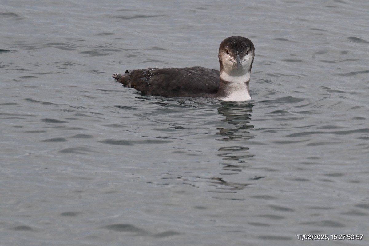 Common Loon - ML645195885