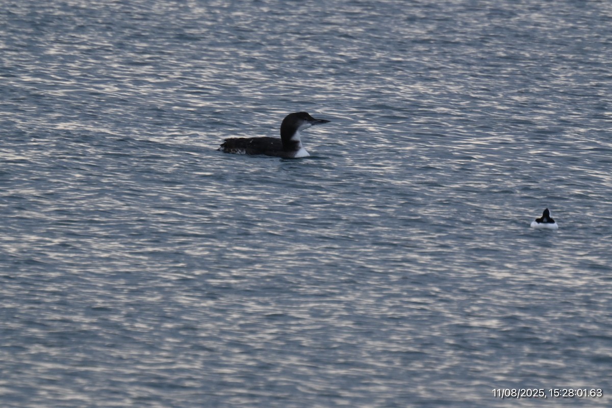 Гагара полярна - ML645195886